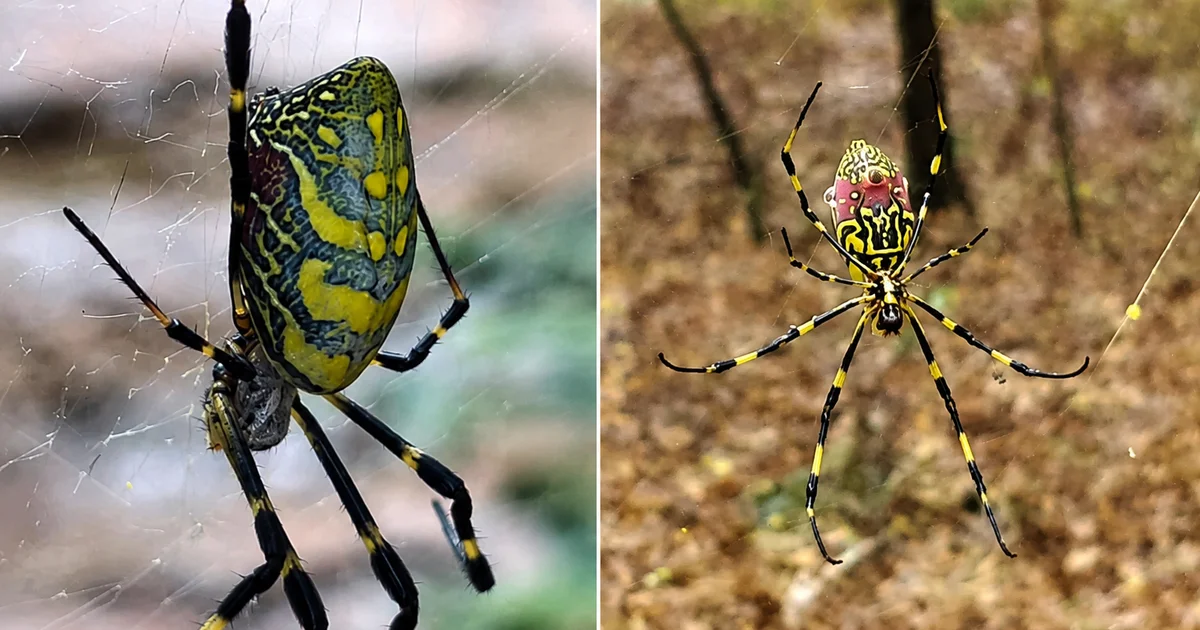 Aranhas joro voltam a aparecer em vários estados dos EUA e chamam atenção pelas teias gigantes