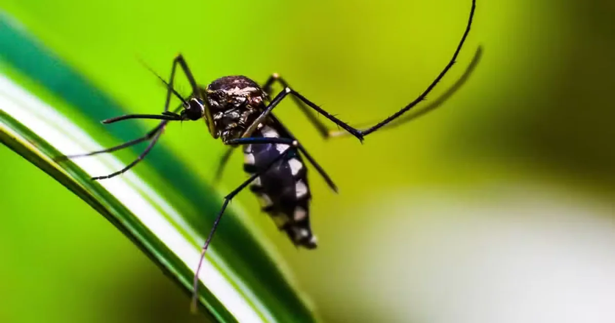 Flórida chega a sete casos de dengue transmitida localmente em 2026